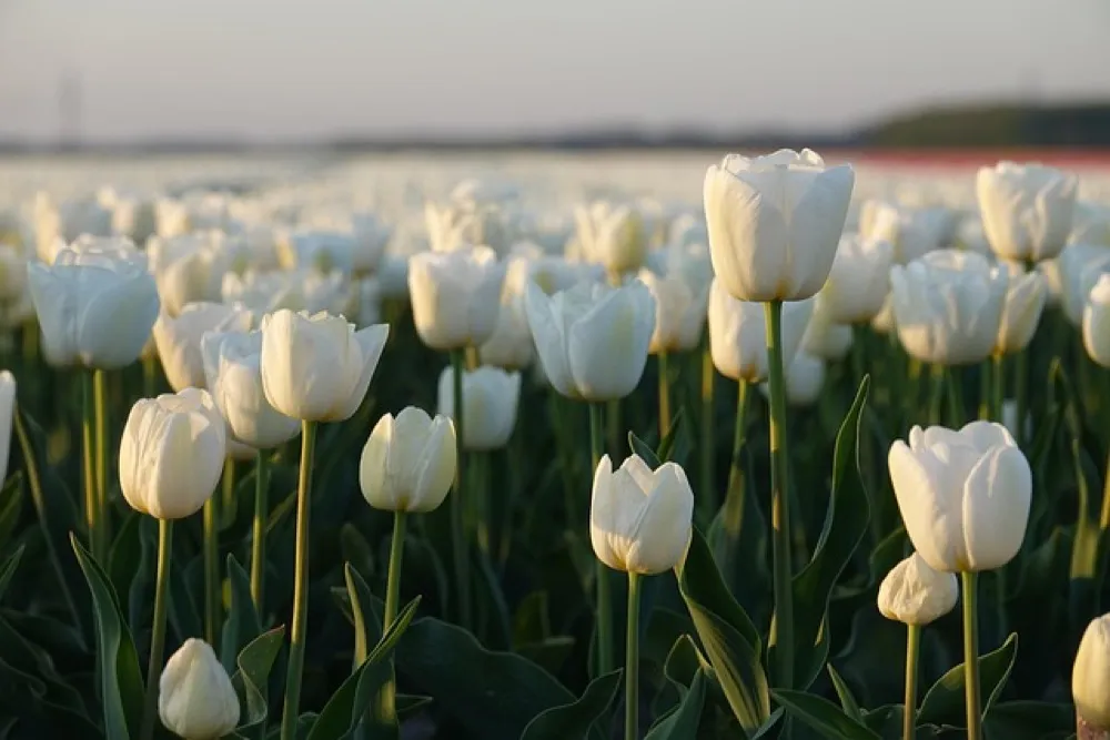 Kwitnące tulipany w wiosennym ogrodzie jako efekt jesiennego sadzenia cebulek