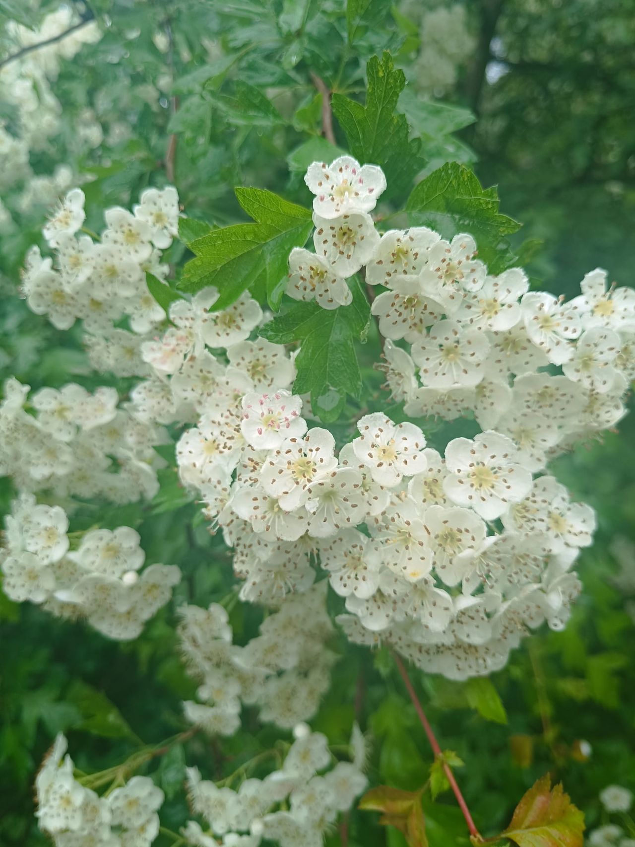 Białe kwiaty głogu z czerwonymi pylnikami — kluczowa cecha rozpoznawcza Crataegus monogyna (zdjęcie z Farmageddon, czerwiec 2026)