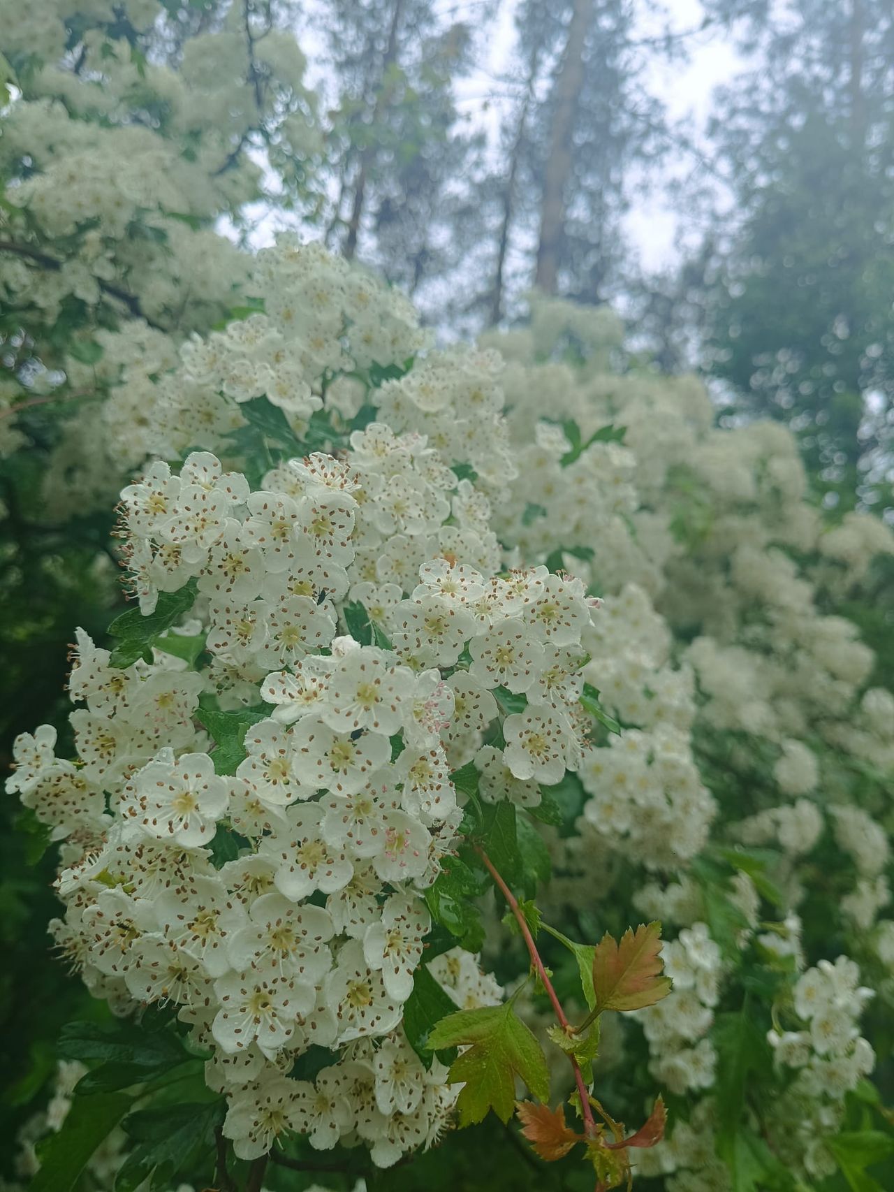 Krzak głogu w pełnym kwitnieniu na skraju lasu sosnowego — typowe siedlisko Crataegus monogyna na Pomorzu