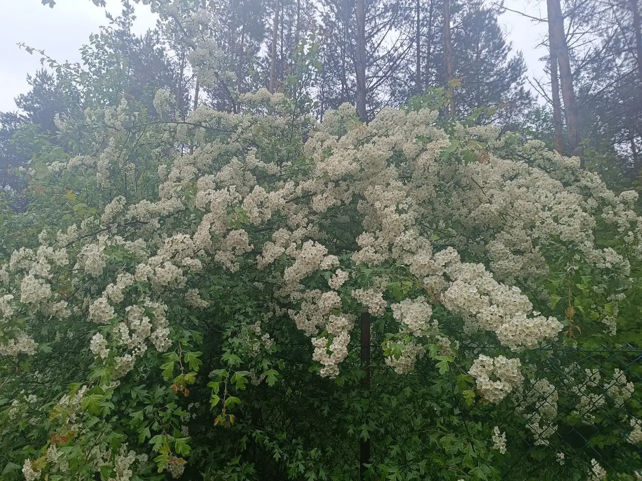 Głóg (Crataegus): identyfikacja, działanie na serce i zastosowanie