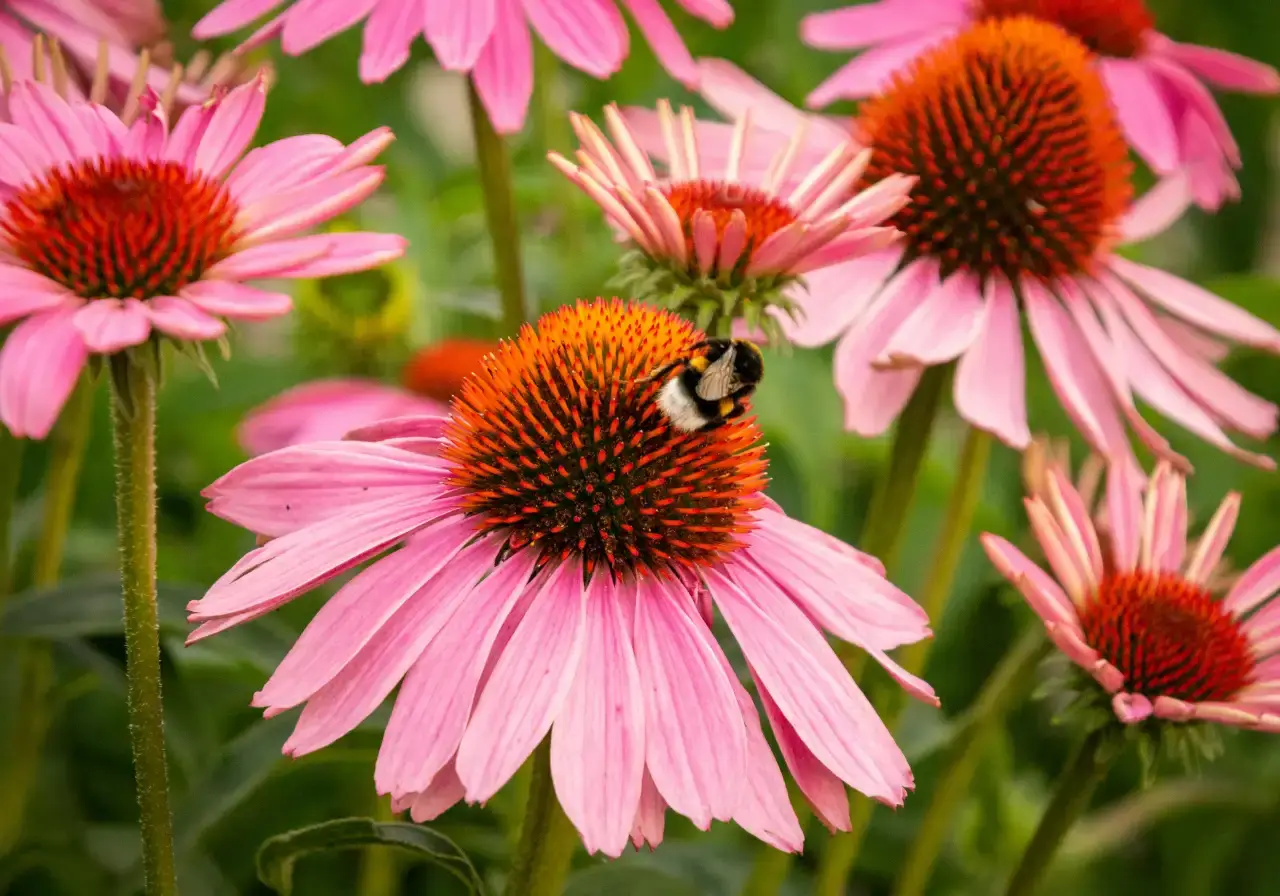 Ogród przyjazny zapylaczom: plan na 4 pory roku