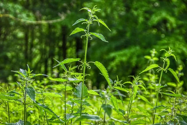 Pokrzywa zwykła — zielone liście rośliny jadalnej na tle naturalnego otoczenia