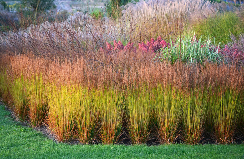 Złote trawy ozdobne w ogrodzie jesienią gotowe do przycinania narzędziami ogrodniczymi Pomorskie