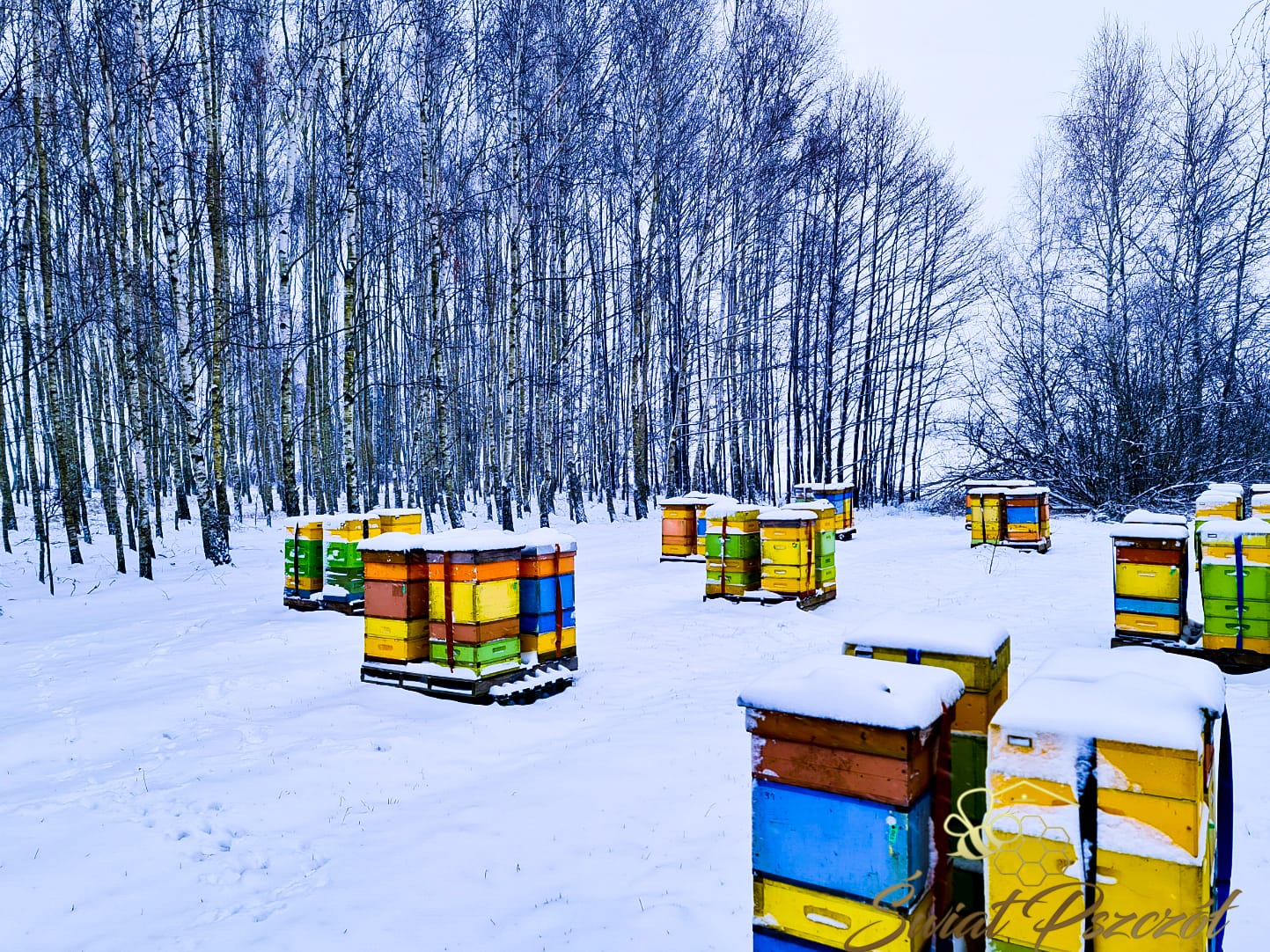 Co się dzieje w ulu zimą? Cicha rewolucja po przesileniu