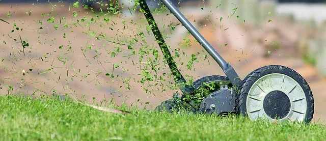 Koszenie zregenerowanego, gęstego trawnika kosiarką
