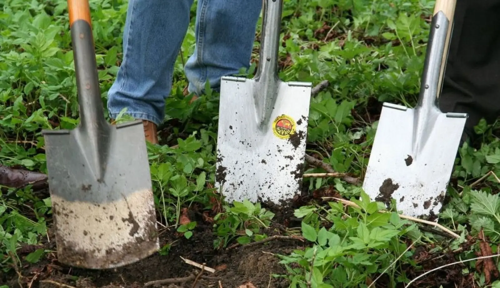 7 Roślin, Które Możesz Jeszcze Posadzić W Listopadzie (Ostatnia Szansa!) - profesjonalne usługi ogrodnicze
