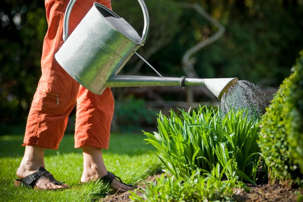 Trendy ogrodowe 2026: rośliny odporne na suszę i upały