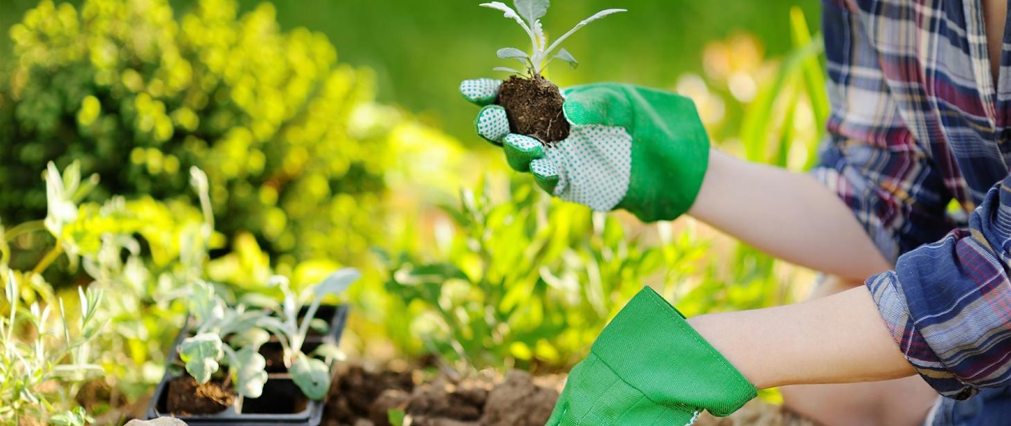Naturalny ogród z rodzimymi roślinami Polski - łąka kwietna z dzikimi kwiatami