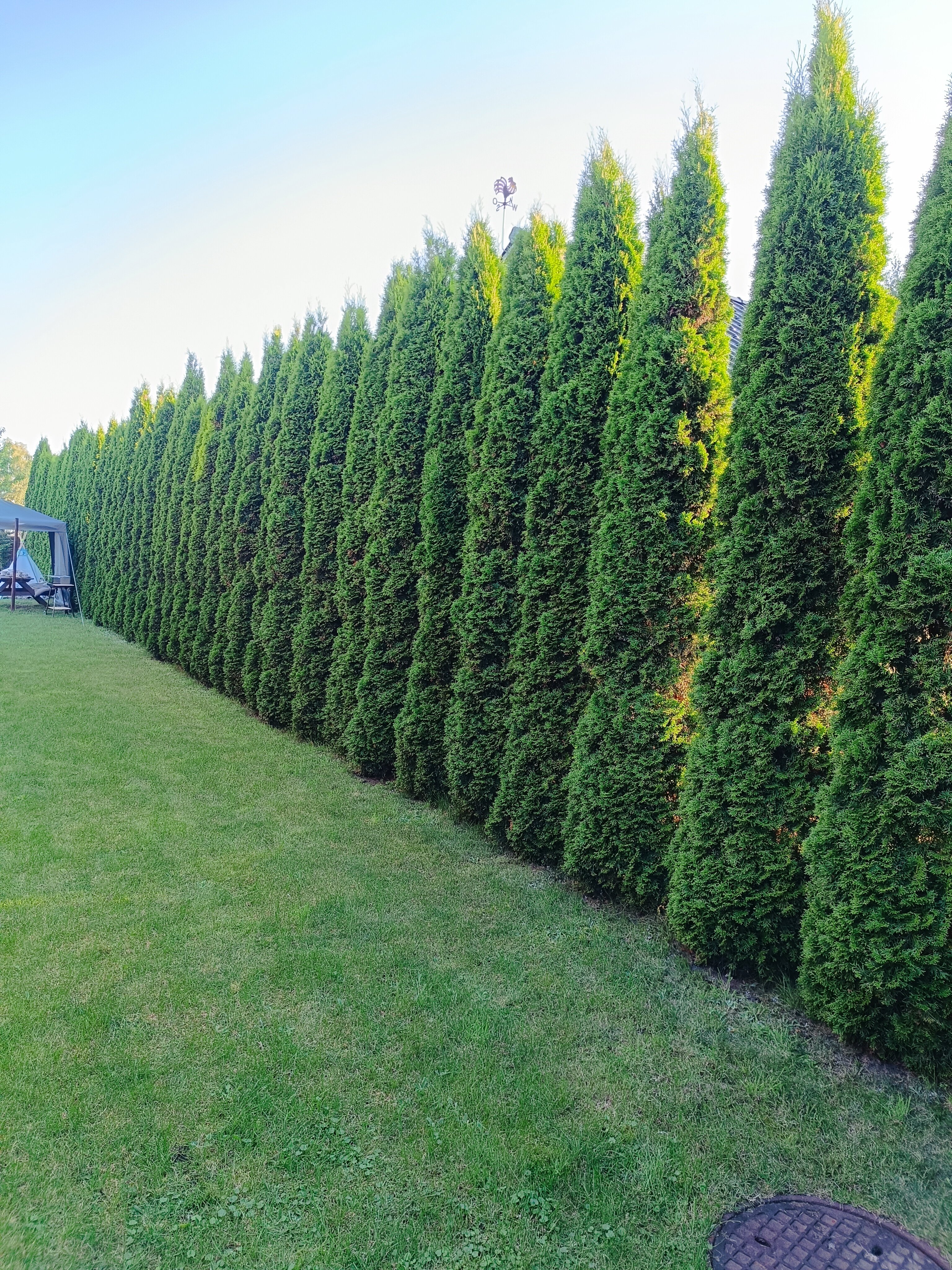 Pielęgnacja wieloletniego żywopłotu z tui