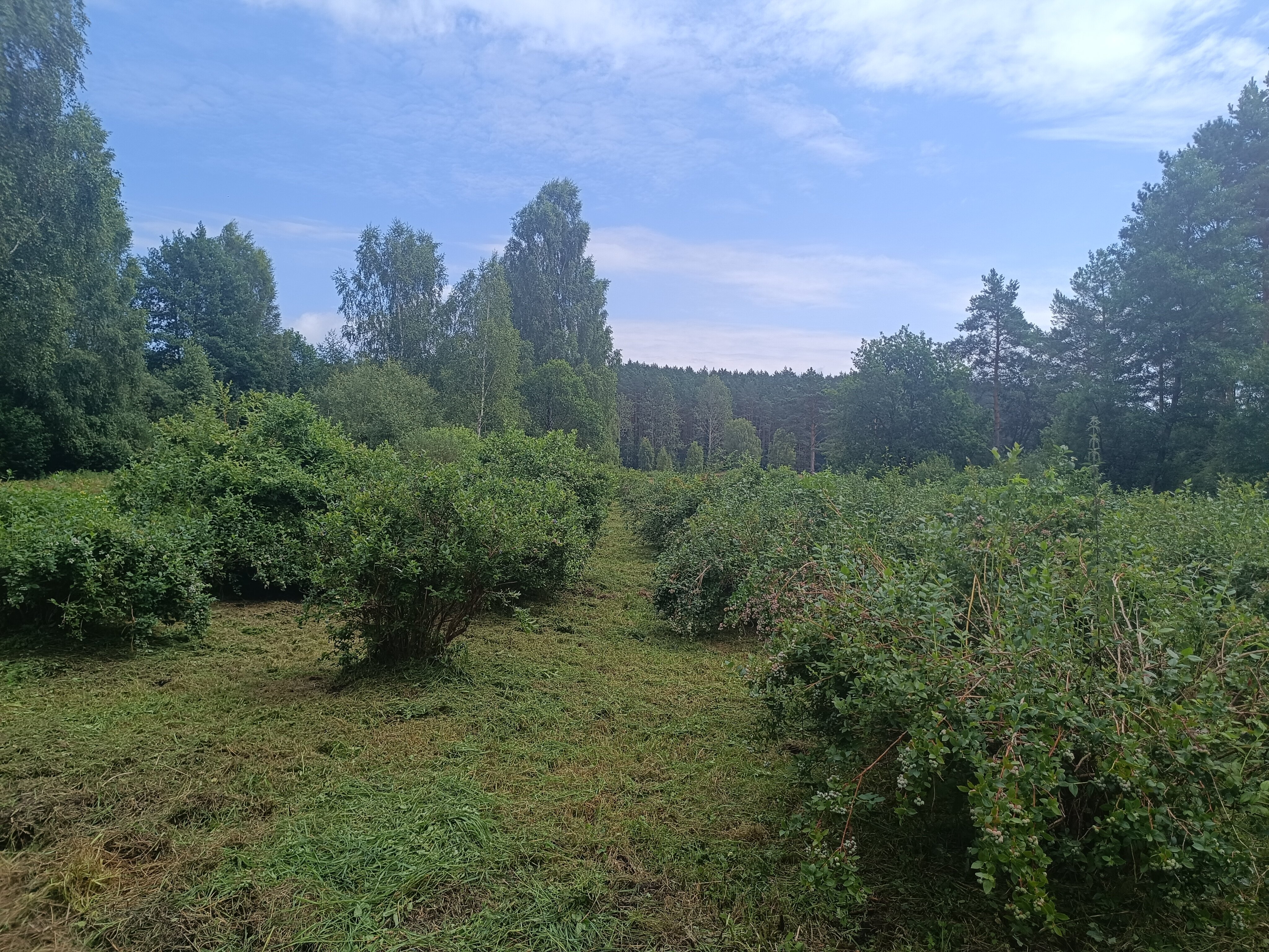 Pielęgnacja plantacji borówki